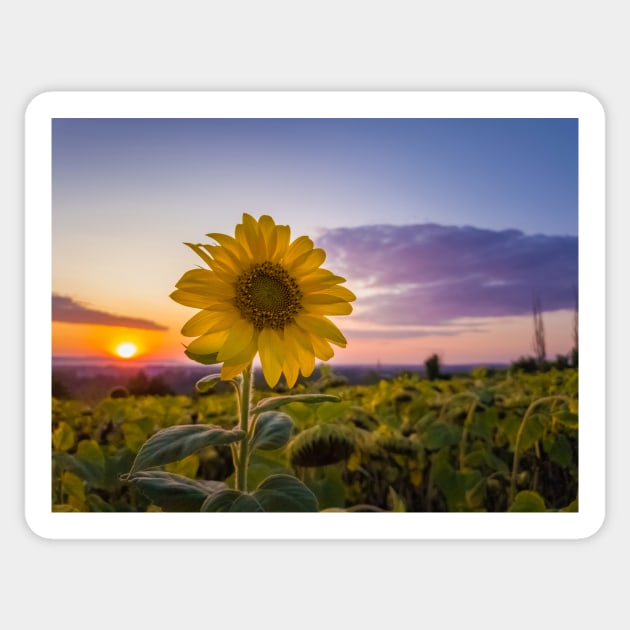 Sunflower against sunset Sticker by psychoshadow